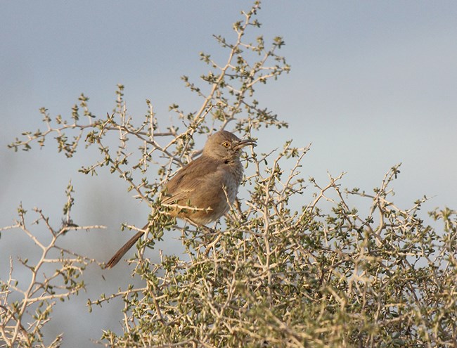 Light brown bird with yellow eyes, long tail and curved beak perched in a shrub with tiny green leaves.