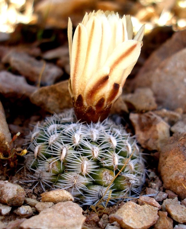 Small cactus with a large, half opened yellow flower.