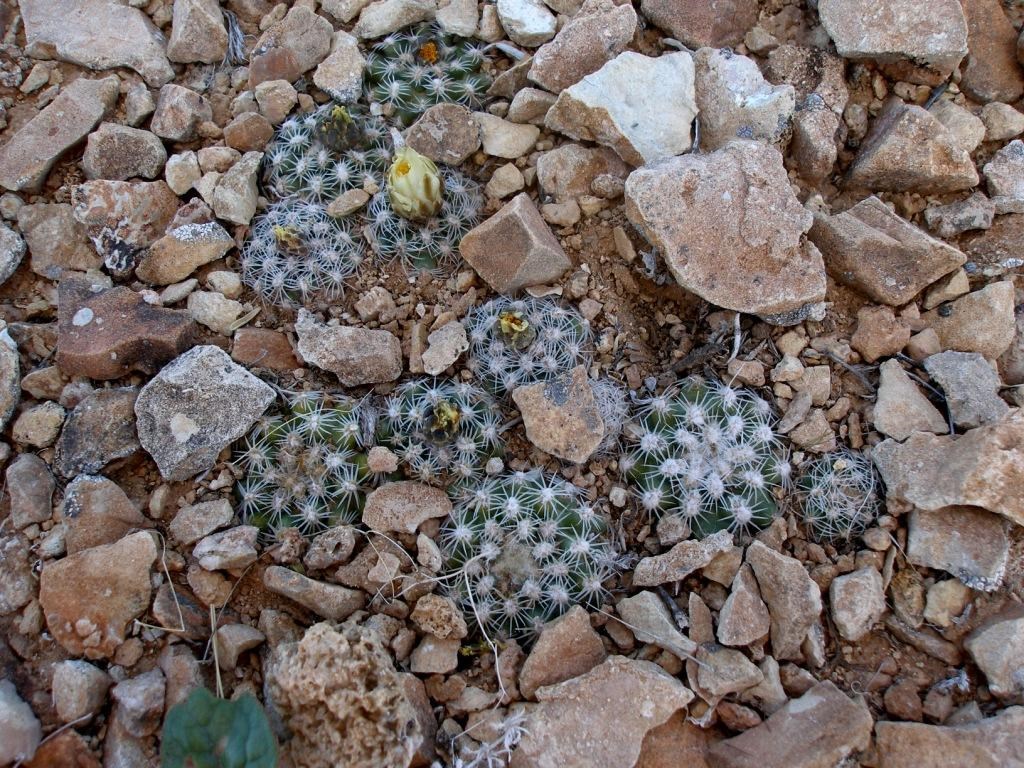 A group of small cactus growing out of gravel and rocks.