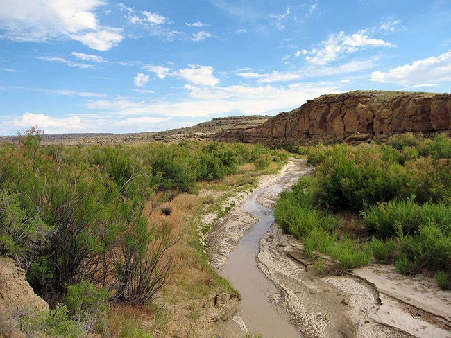 A stream flows near the base of a mesa, surrounded by corridors of dense vegetation