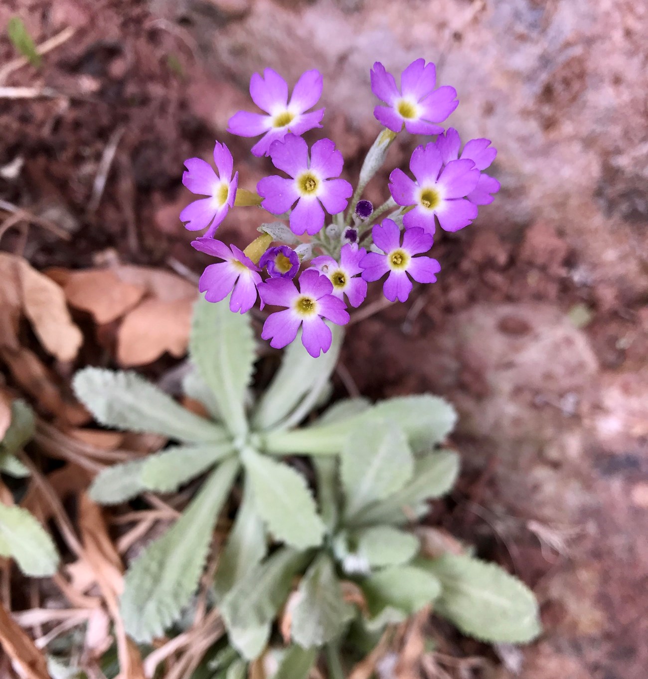 A cluster of pink flowers with five petals, and a white and yellow center. Long green oblanceolate leaves are at the base of the stalk.