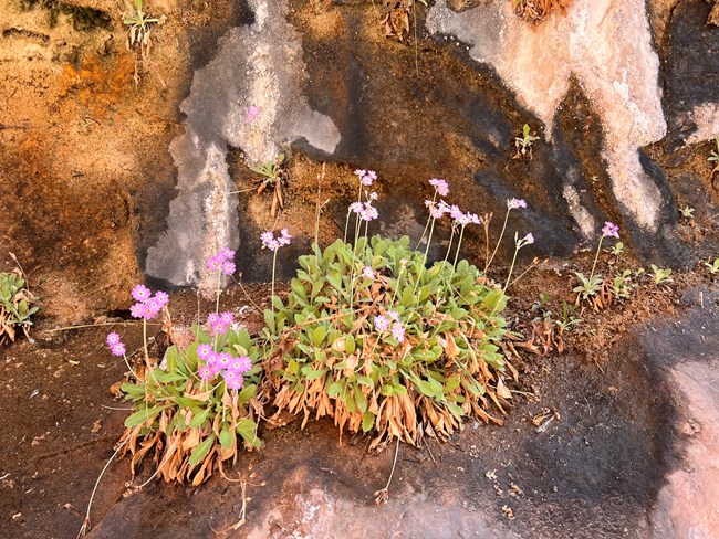 Plants with clusters of pink flowers with green leaves growing out of a seep on a canyon wall.