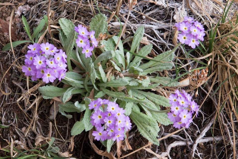 Multiple clusters of pink flowers and green leaves.