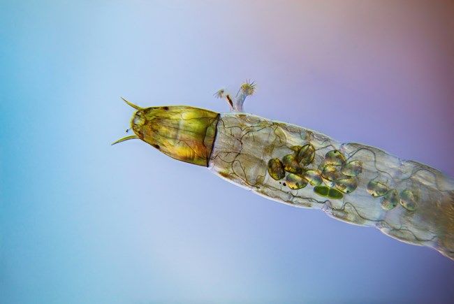 Long translucent insect.