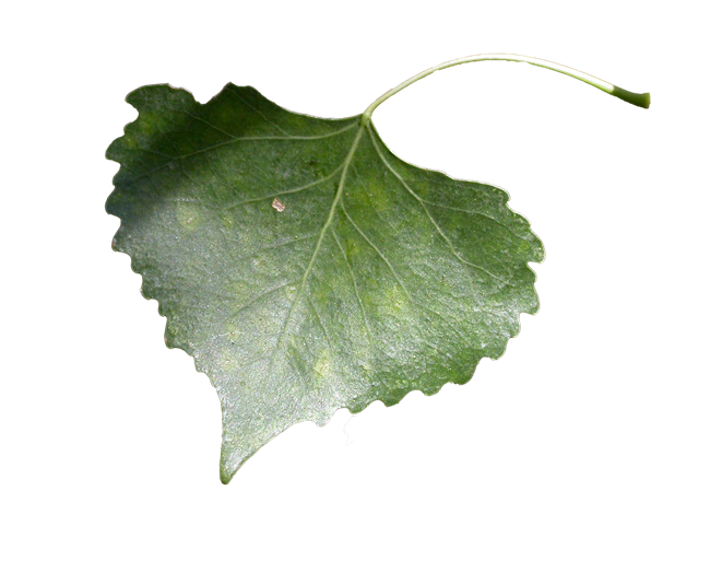 A single green leaf.