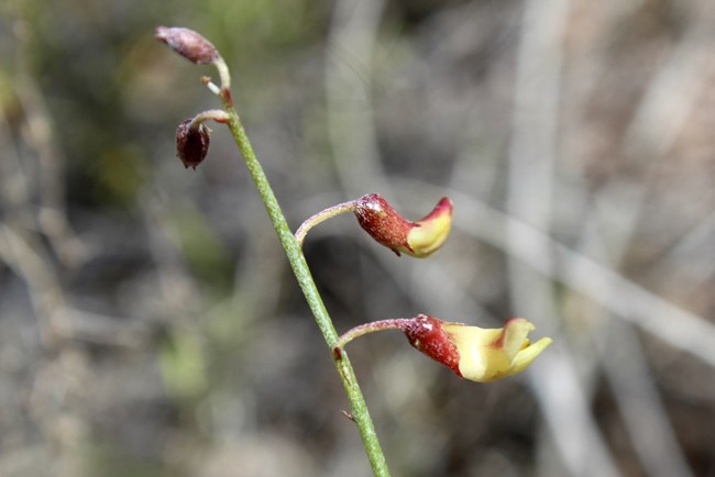 A green stem with two red and yellow curved, tubuler flowers growing of the side, with two pink buds at the top.