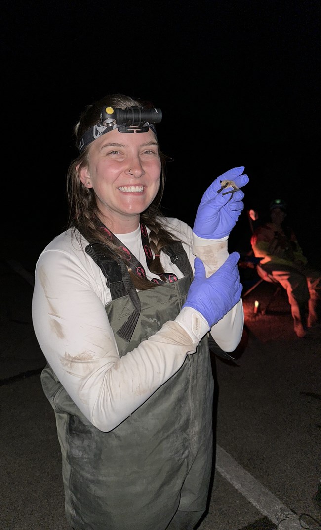 A person with long brown hair, white shirt, blue gloves and green overalls, standing in the dark smiling with a headlamp on and holding a small brown colroed bat.