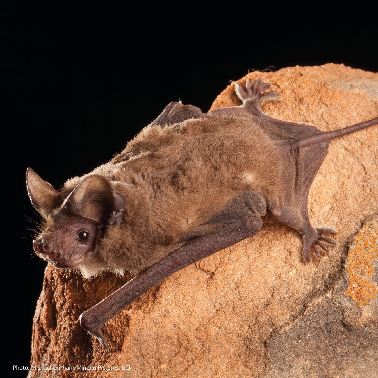 A bat with brown fur gripping onto a sandstone rock.