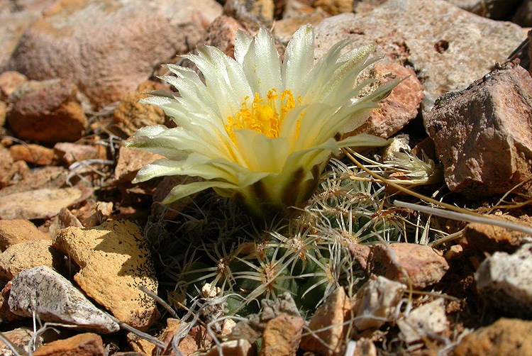 A small cactus with single large yellow flower.