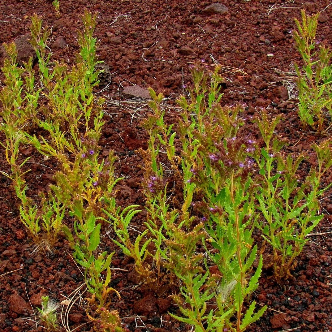 A group of green plants with purple flowers growing out of red cinders.