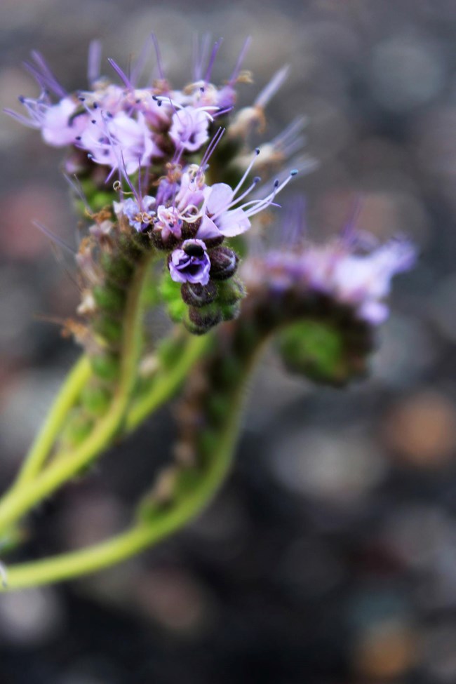 A green stem that coils into a spiral with multiple purple flowers growing along it.