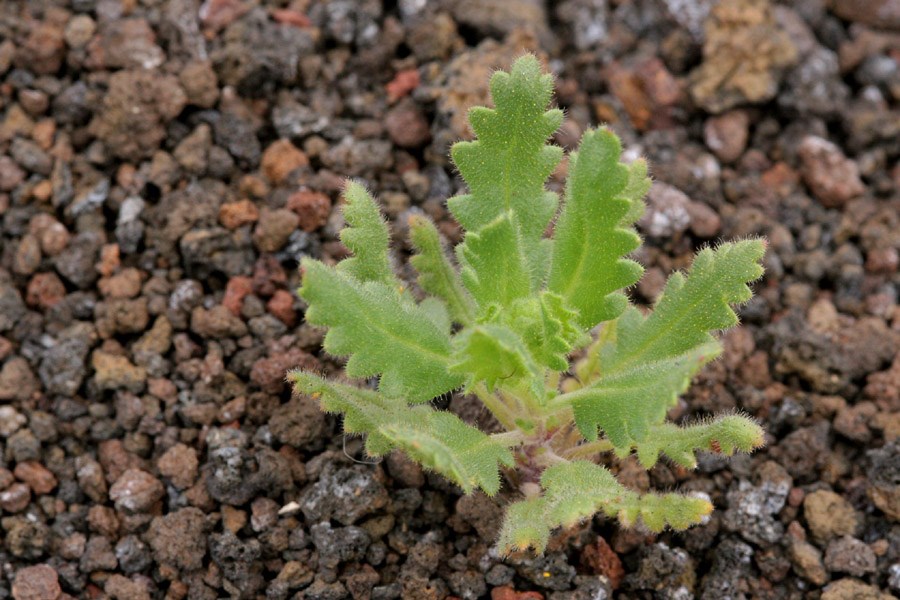 A small green plant growing out of coarse volcanic cinders.