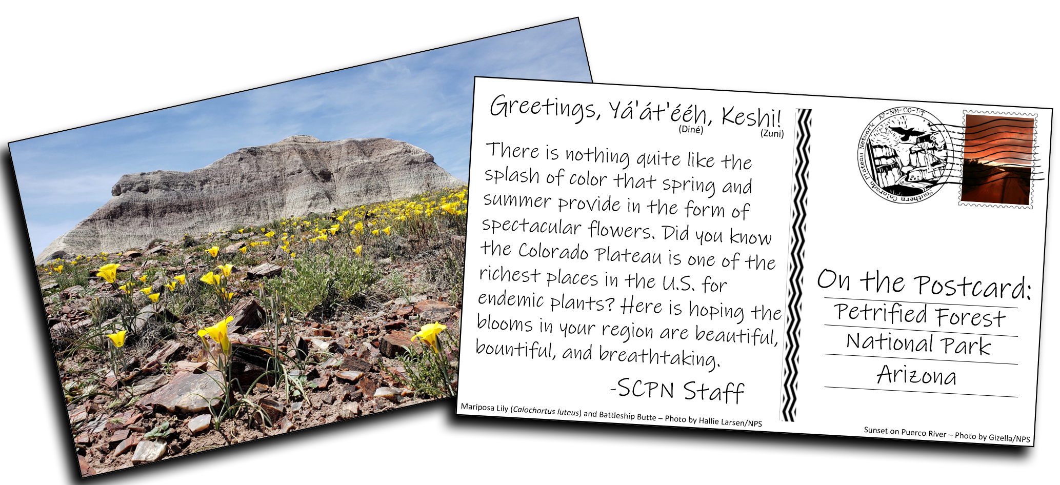 The front and back of a postcard. On the front is an image of a large bluff with many yellow flowers growing in front of it out of rocky ground.