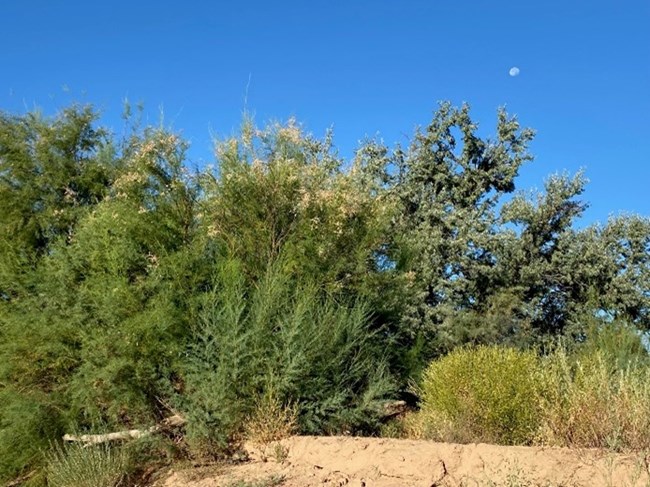 Trees and shrubs growing out of a sandy soil.