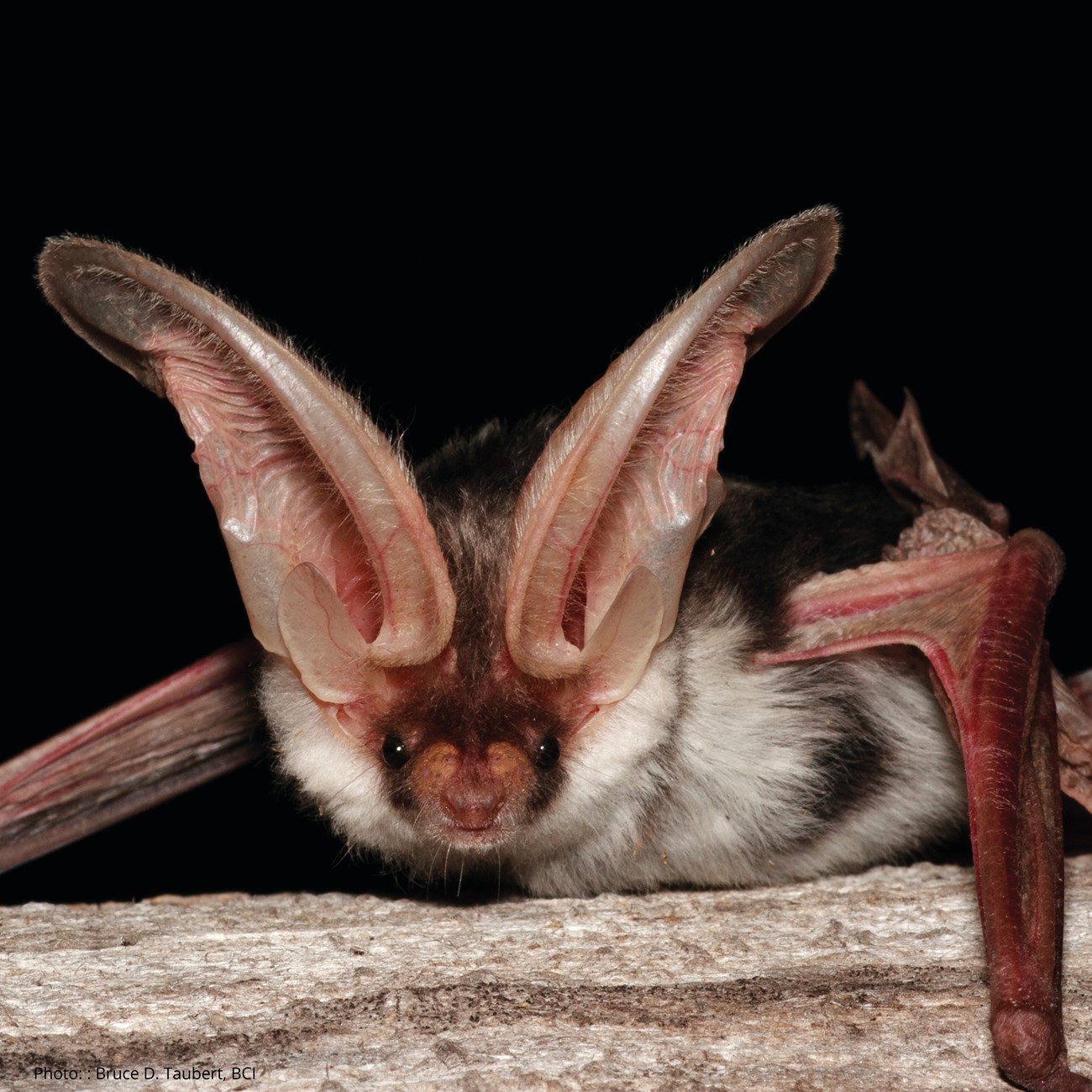 Bat with very large ears and white and black fure perched on a rock.