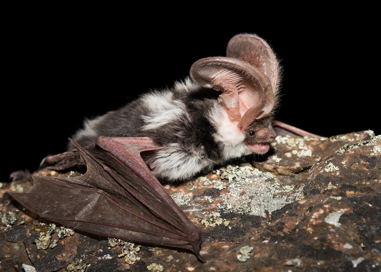 A black and white bat with very large ears, hanging on a rock covered in light green lichen.