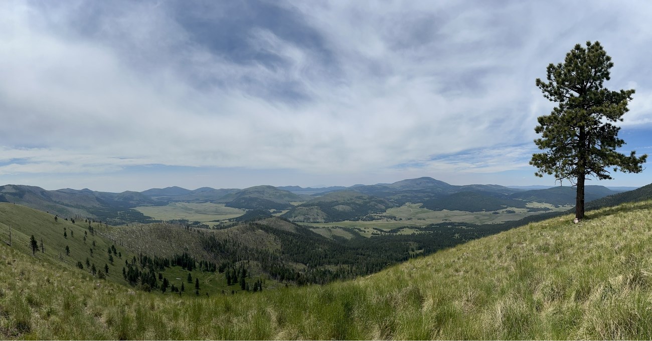 A lone pine tree in the foreground overlooks an expansive view of grasslands and forests.