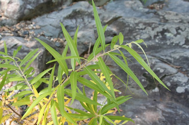 Multiple stems with long narrow green leaves.