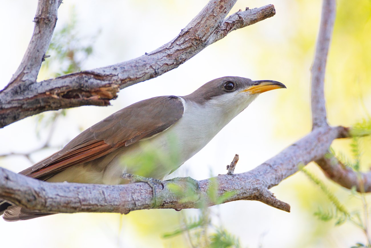 A medium sized birs with rusty colored back and top of head, white colored breast and neck, and yellow bill, perched on the leafless branch of a tree.