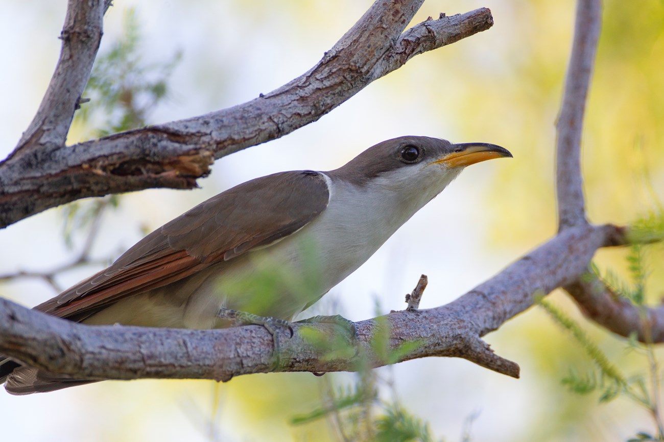 Bird perched on a branch.