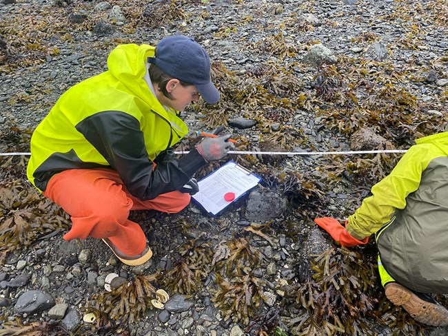 Researchers measuring intertidal communities.