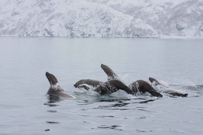 A group of Stellar sea lions on the move!