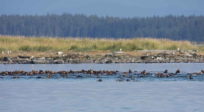 A raft of sea otters.