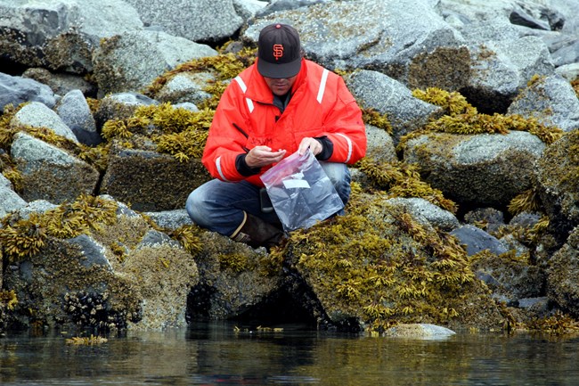 Collecting mussels to analyze them for marine contaminants.