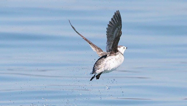 a Kittlitz's Murrelet takes off the water