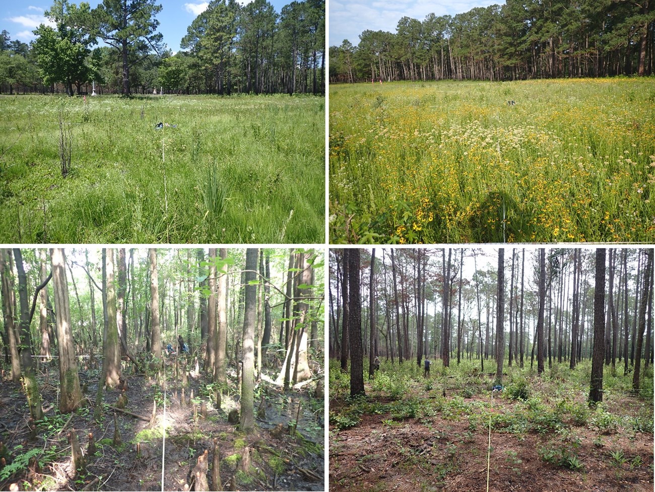 Four photos of trees and vegetation with measuring tape running to the center front to back and left to right