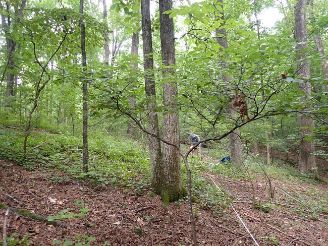 Woods with large tall trees among sparse green vegetation with a man holding a clipboard and measuring tape.