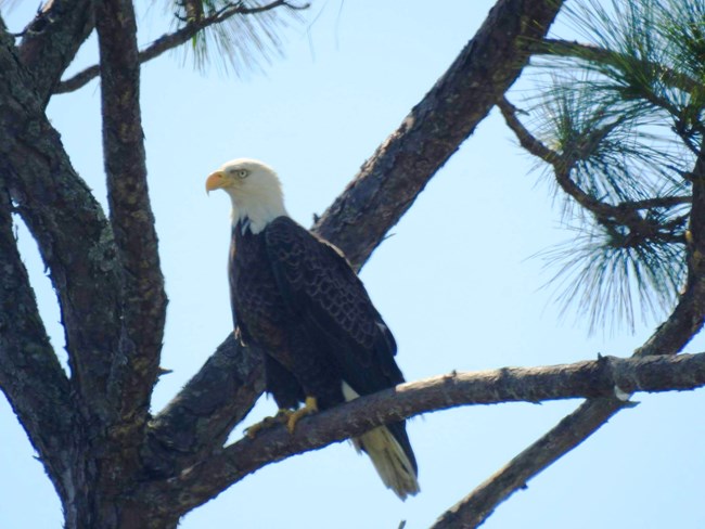 Bald eagle perched on a tree branch