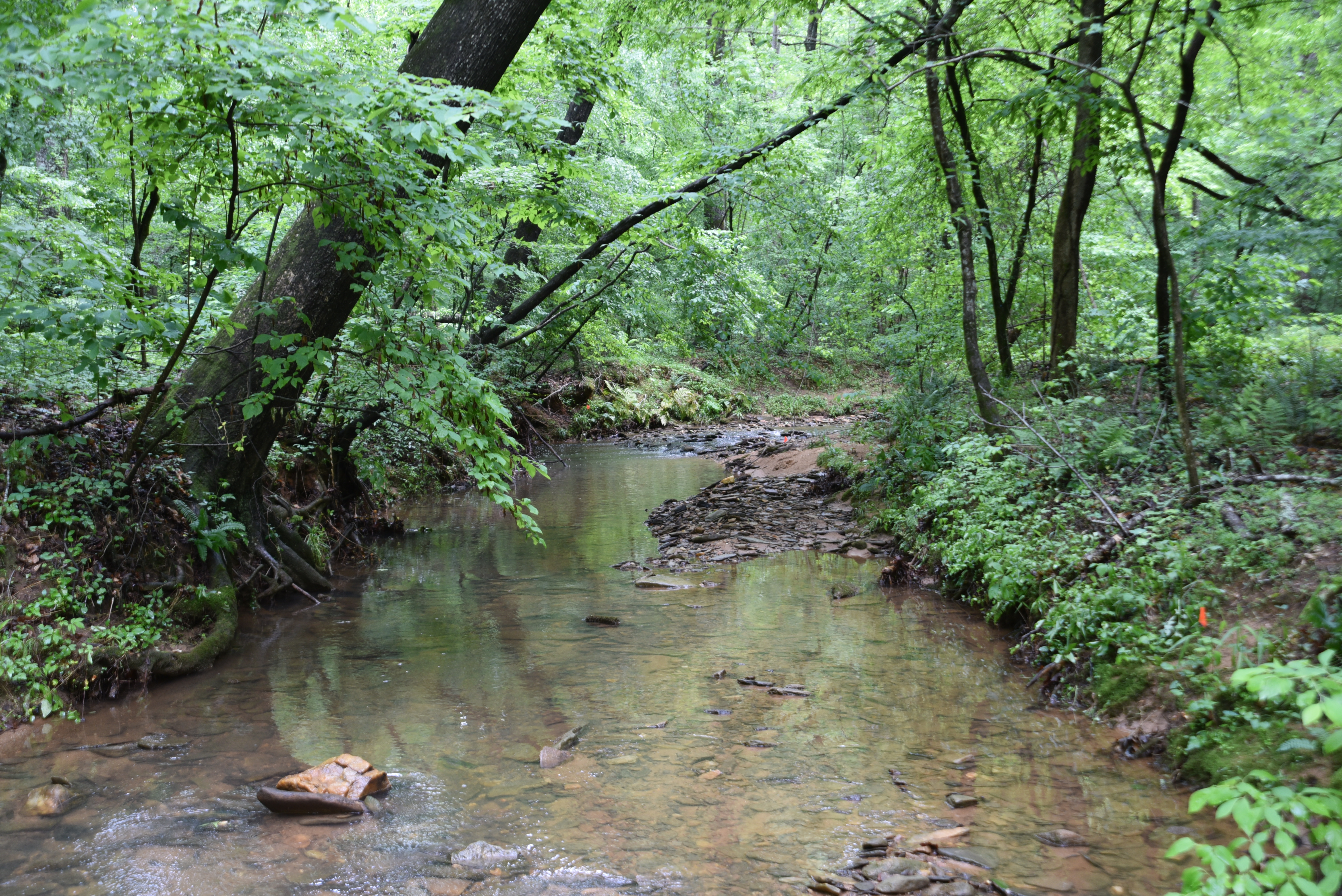 Stream with rocky bed and trees on either side