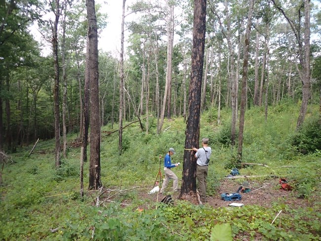 Wooded area with tall trees. One person holding a clipboard and one wraps a measuring tape around a tree.