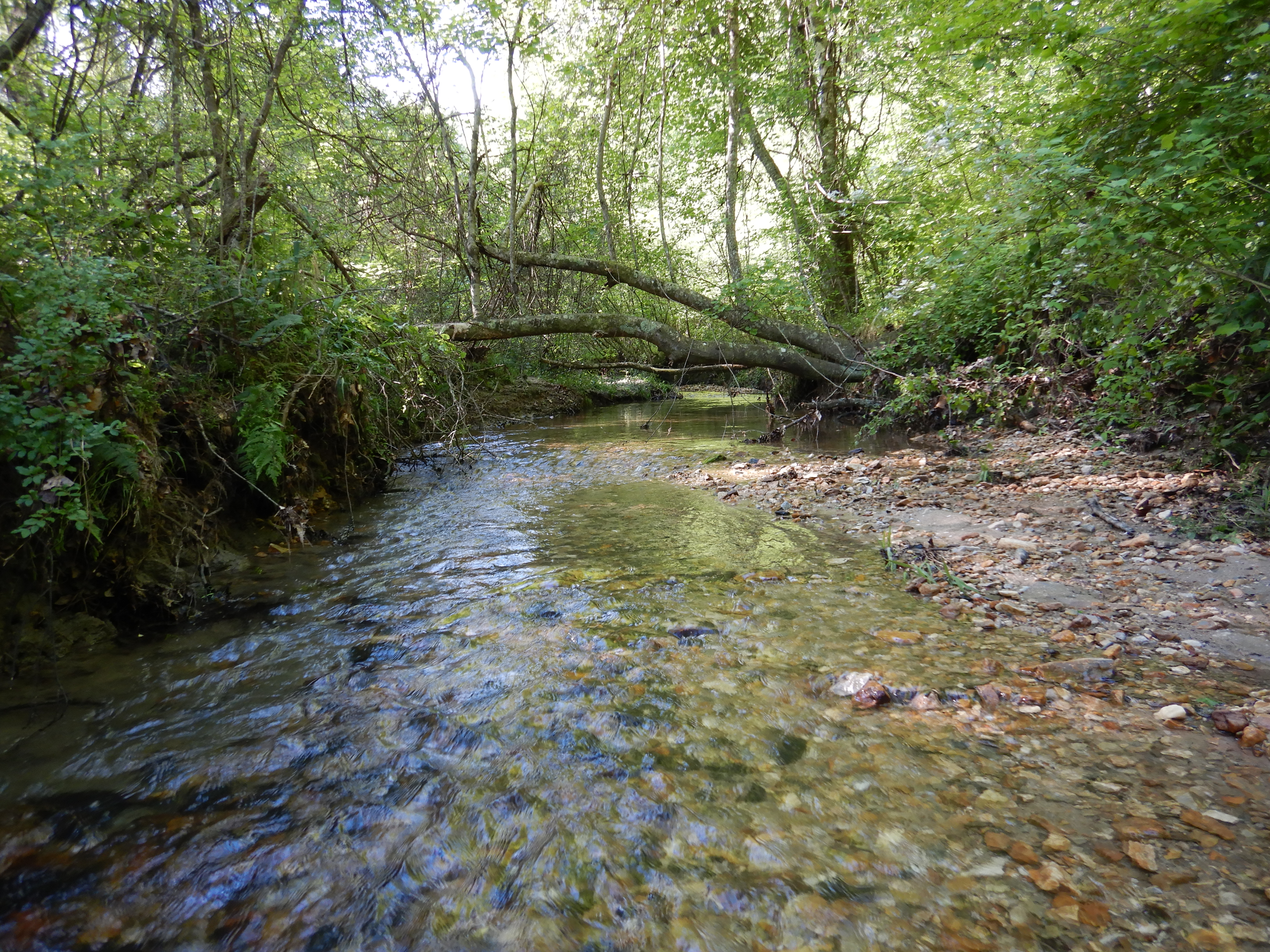 Wide, shallow stream with rocks on the bed and sand bar to the right and two large trees crossing over in the background
