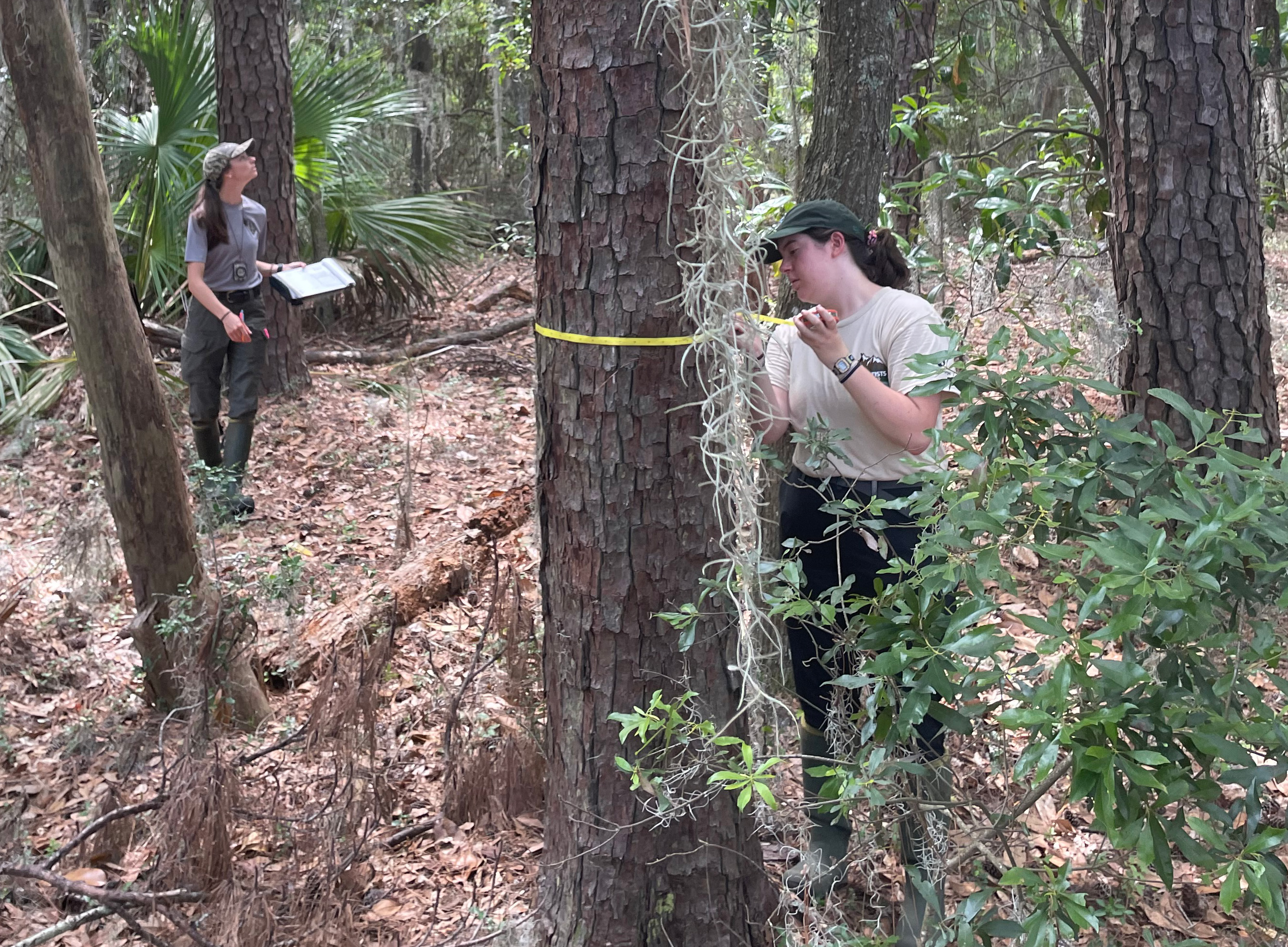 Two people in amongst trees. One is looking up with a clipboard, the other is measuring the trunk of a tree.