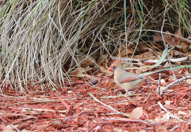 A female cardinal blends in with her surroundings at Cumberland Island National Seashore.