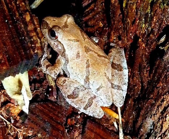 Frog on wet wood