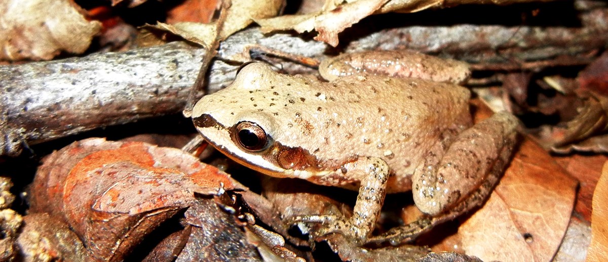 Amphibian Monitoring (U.S. National Park Service)