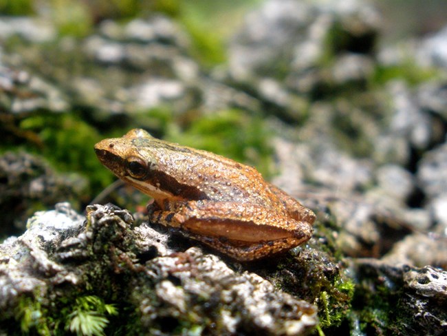 A grass frog