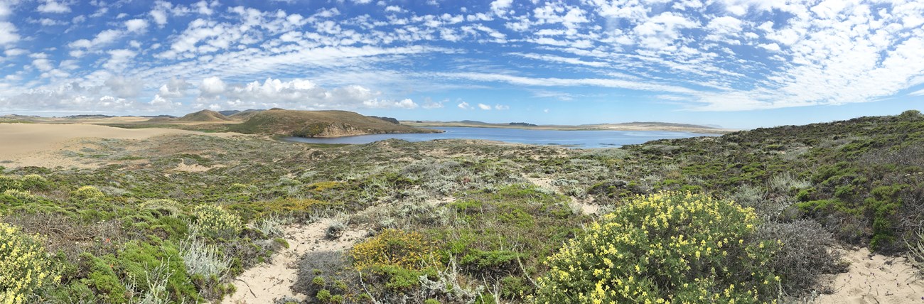 sand dunes and low shrubs, some with yellow flowers, with a lagoon in the background