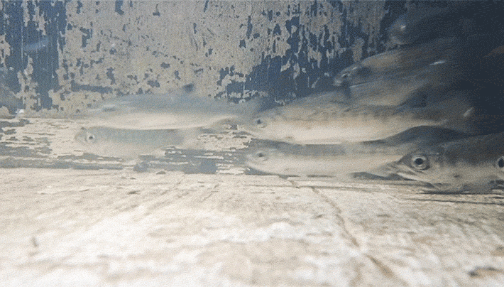 A group of salmon swimming inside of a wooden box