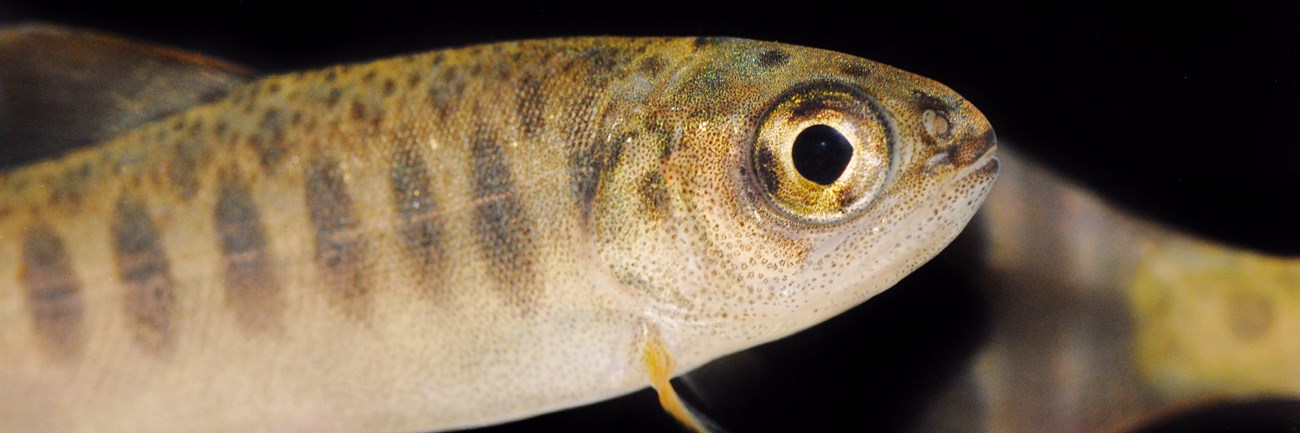 Closeup of a juvenile coho salmon, with big eyes and a series of vertical dark patches along its olive body, against a black background.