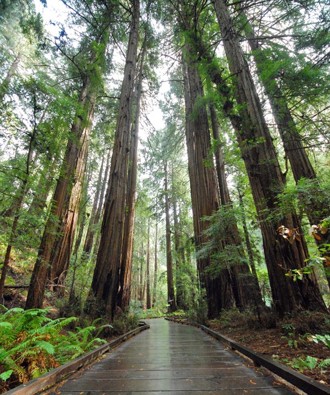 Boardwalk going itto the distance surrounded by towering Redwood trees