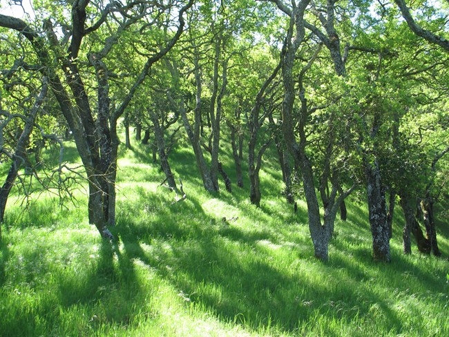 Bright green grass under a canopy of oak trees