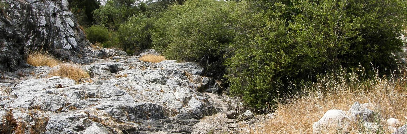 A dry creekbed with green vegetation along the banks