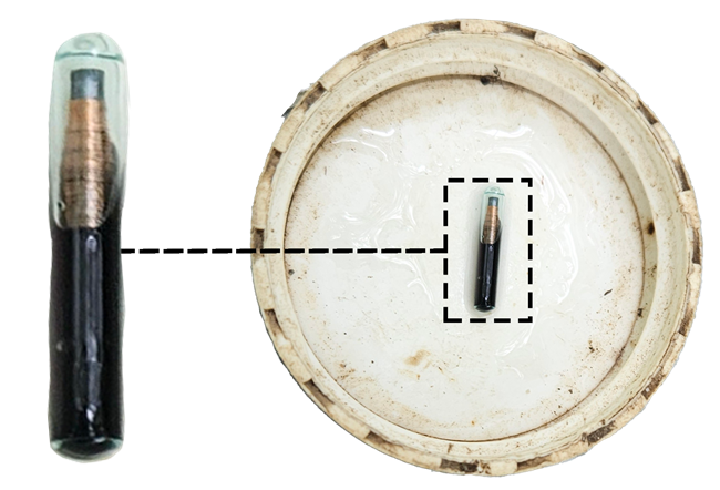 A small pill-shaped PIT tag inside of a round cap. The tag is black, with clear glass covering a copper transponder at the top. A dotted square surrounds the tag, and a dotted line points towards a blown-up version of the tag.