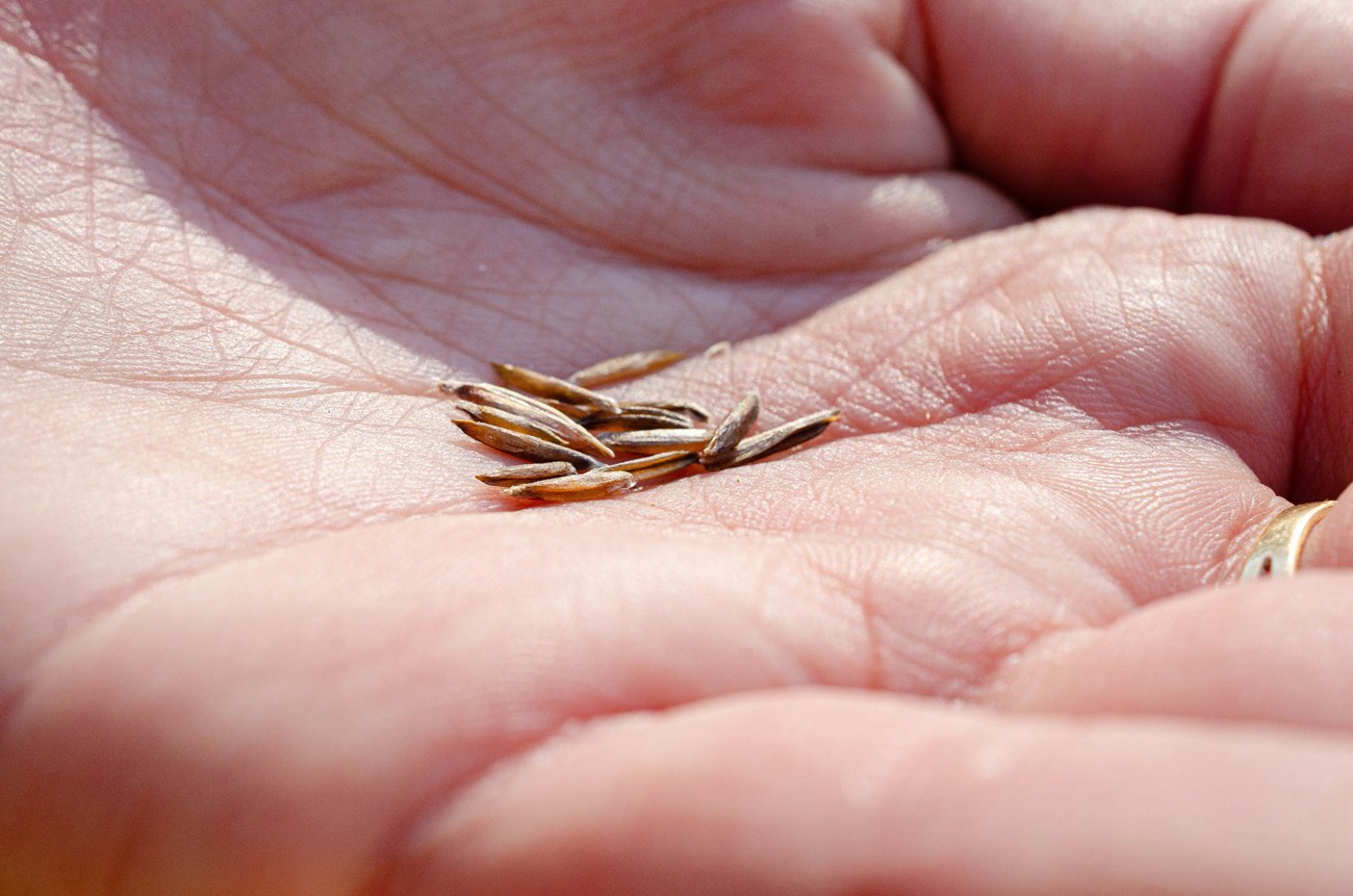 A close up of a hand with holding about twelve small brown seeds.