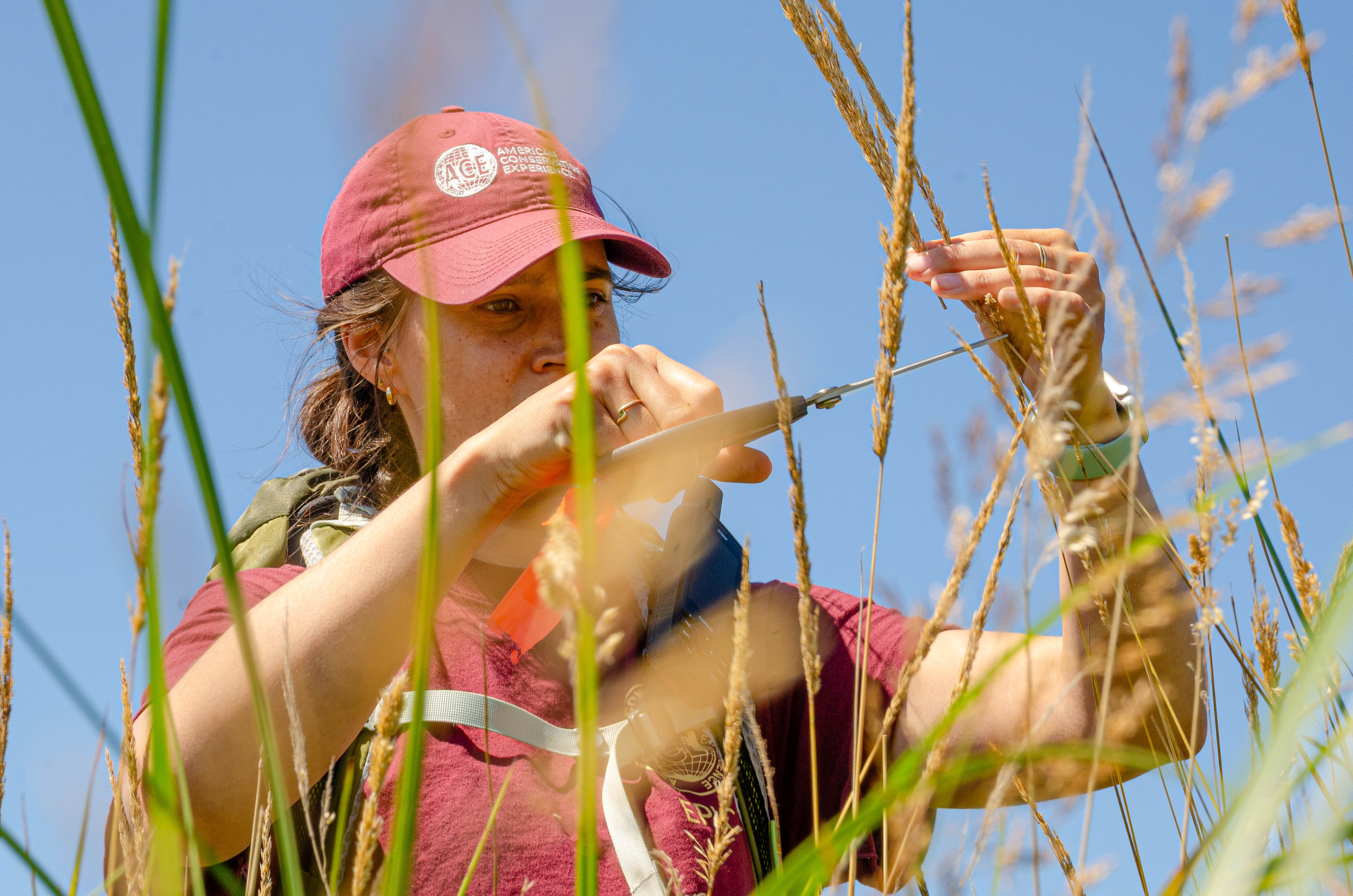 A woman wearing a burgundy shirt and hat clips a grass. Many blades of grass are in the foreground of the image.