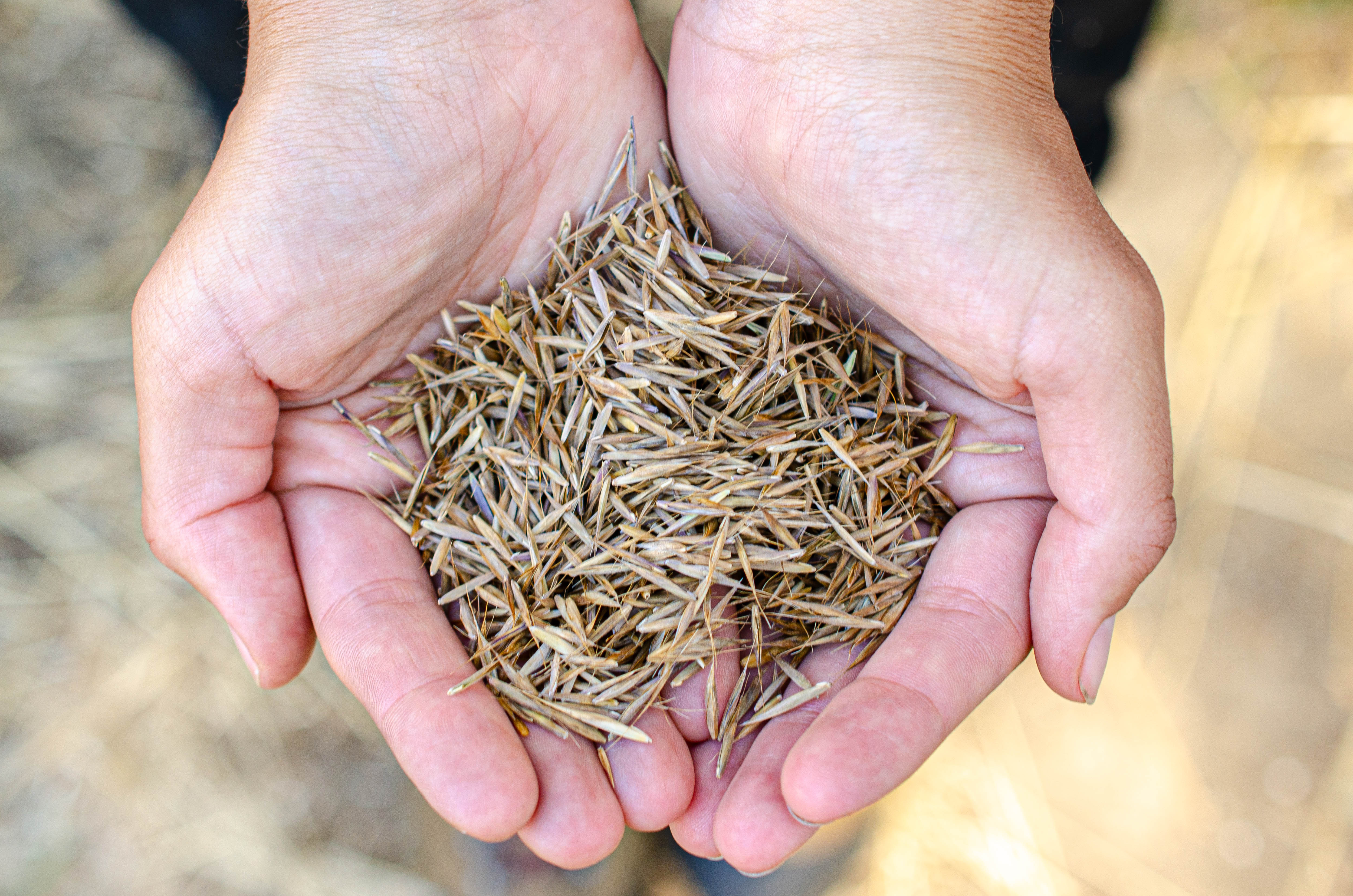Cupped hands hold many brown seed coverings.
